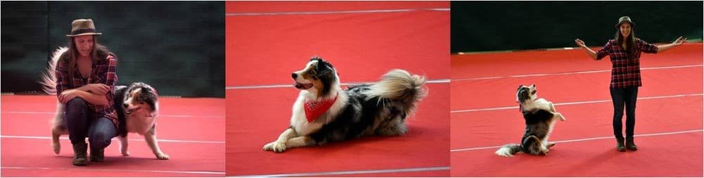 dog dancing