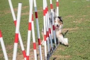 slalom