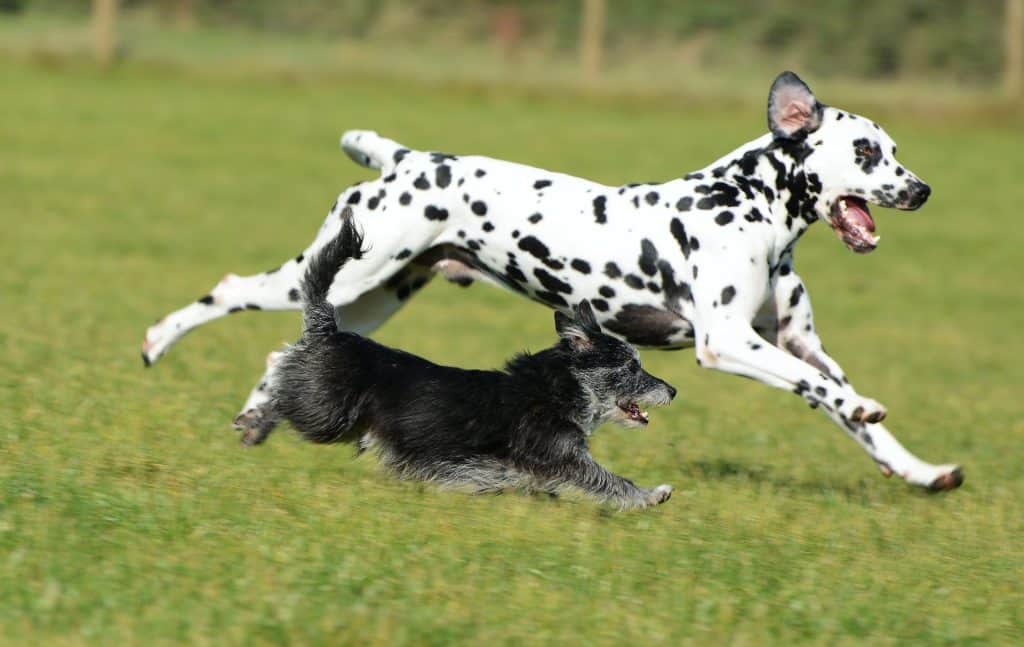 chien ado