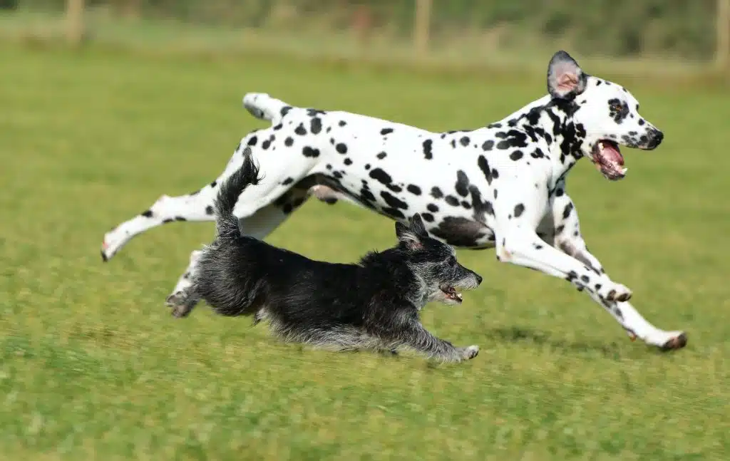 chien ado