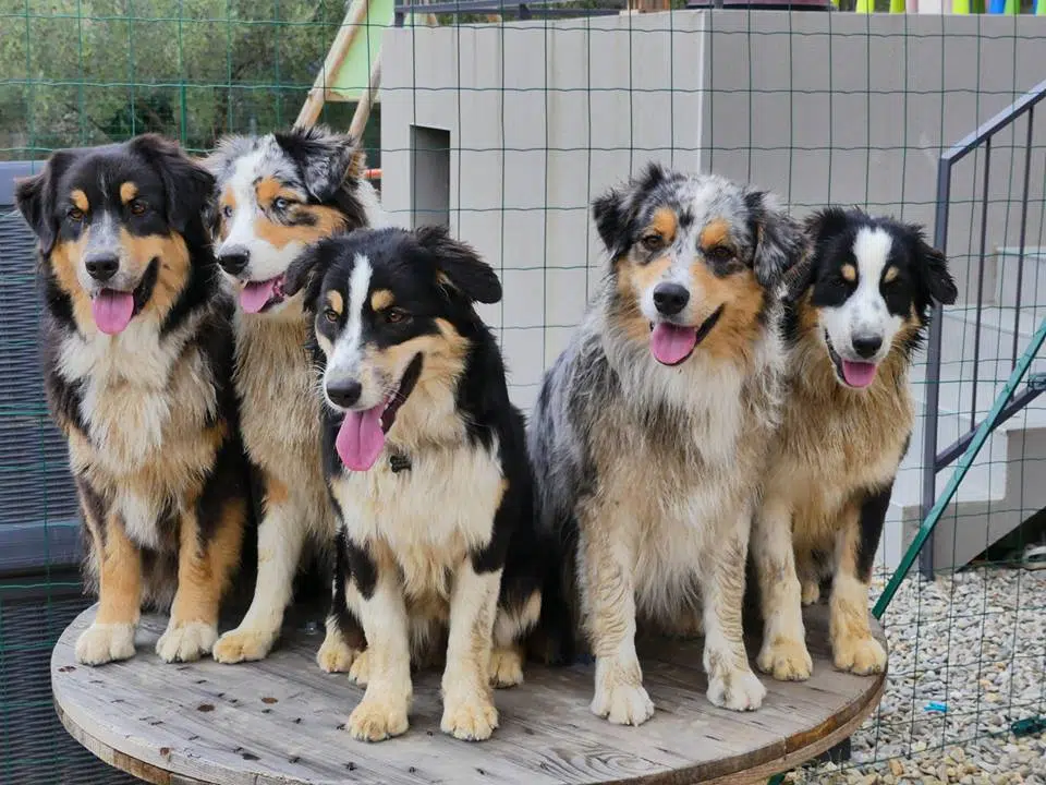 Cinq bergers australiens posant ensemble, chiens éduqués par Doggy's Harmony à Montpellier
