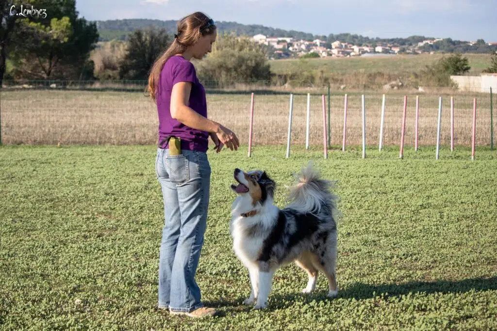 Séance d'éducation canine en extérieur avec un berger australien près de Montpellier