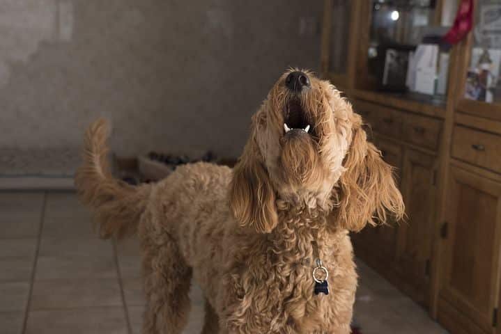 doodle barking 2965983 480