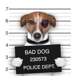 mugshot wanted dog holding banner 260nw 133918412