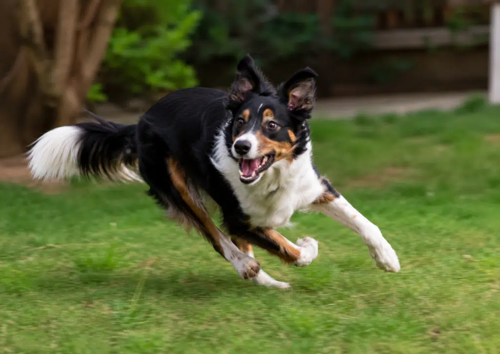 image zoomies