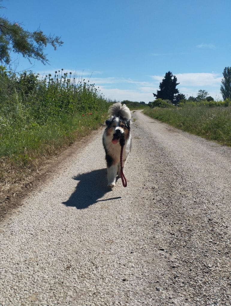 motivation chien jouet
