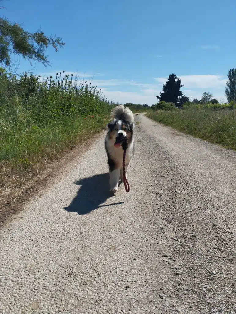 motivation chien jouet