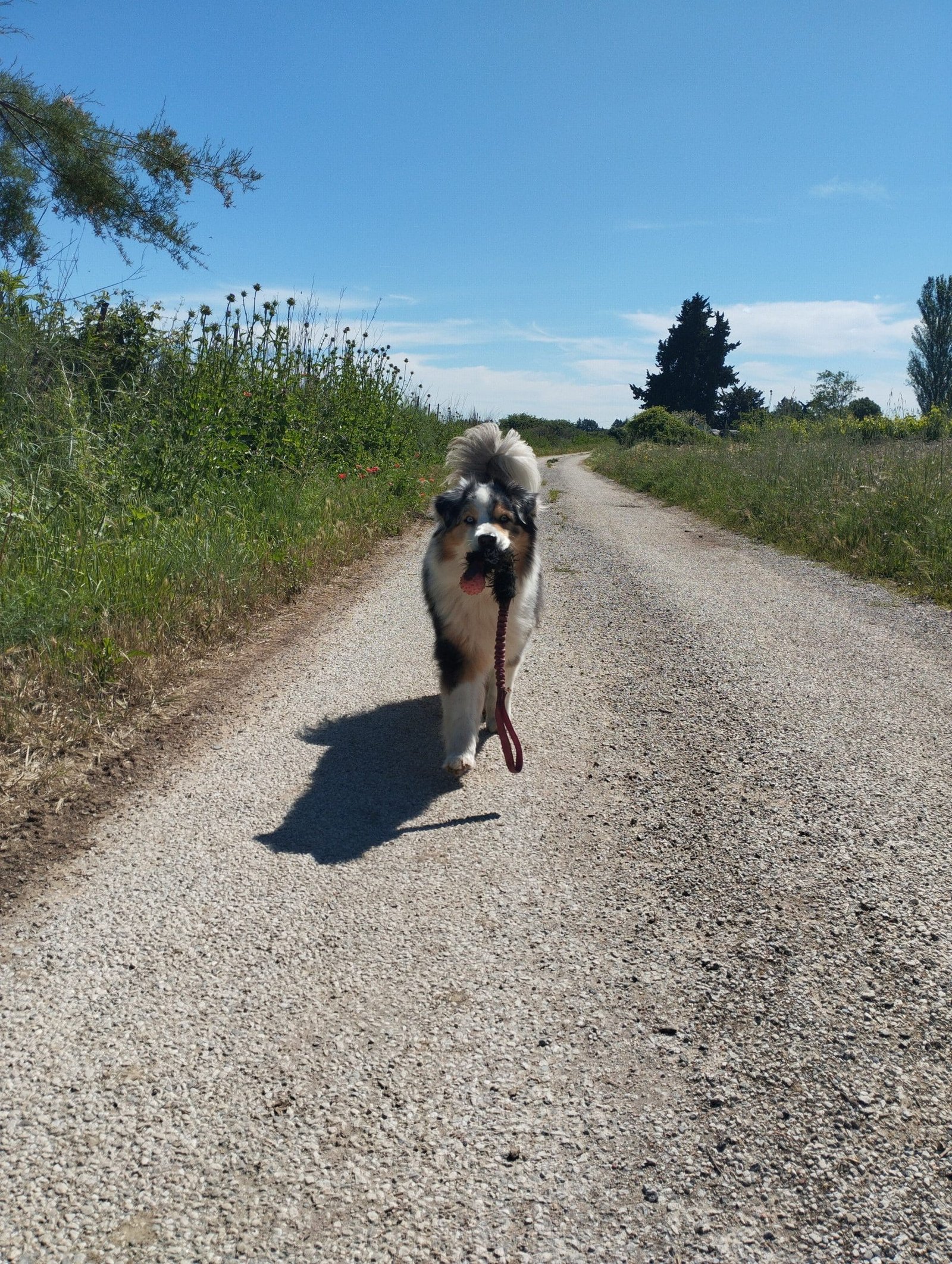 motivation chien jouet
